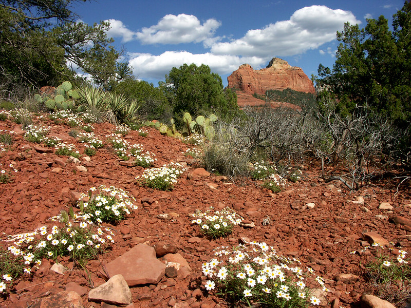 Doug Madison - Mitten Ridge in Coconino National Forest Arizona